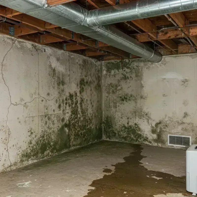 Professional Mold Removal in Dillon, SC